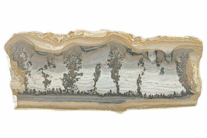 Triassic Aged Stromatolite Fossil - England #279493